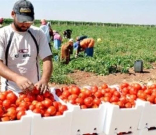 وزارة الزراعة تحذّر من أي ممارسات احتكارية تؤدي إلى رفع الأسعار