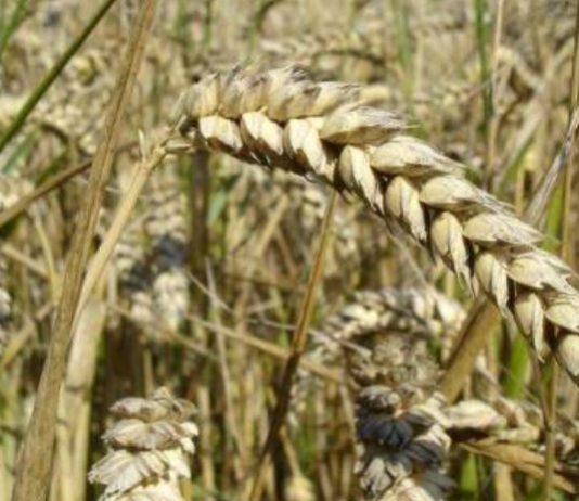 إرتفاع أسعار القمح