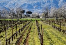 وزارة الزراعة: 49,564 هكتارًا متضررة في لبنان والأمن الغذائي مهدد