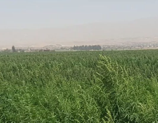 الدولة تخذل المزارعين: موسم “الحشيشة” ينطلق قبل المراسيم