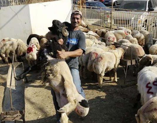 أضاحي العيد في لبنان… الحرب ترفع الأسعار وتُضعف الطلب