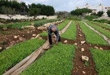 أضرار الحرب تطاول 22.5% من الأراضي الزراعية في لبنان