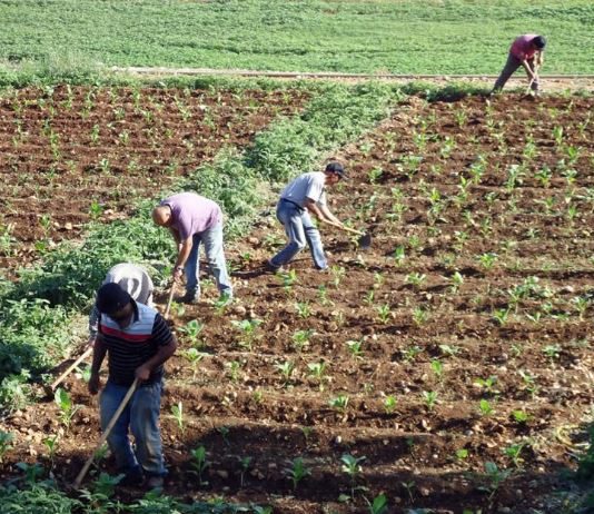 الزراعة في منأى عن التغيّر المناخي وكوارثه.. بفضل الله والمطر