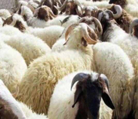 نقابة القصابين: رسوم جديدة على الأعلاف ستزيد كلفة الإنتاج وتضر بالمستهلك